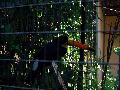 gal/holiday/Brazil 2005 - Foz do Iguacu Birds Sanctuary/_thb_Bird_Sanctuary_Iguacu_DSC07173.jpg